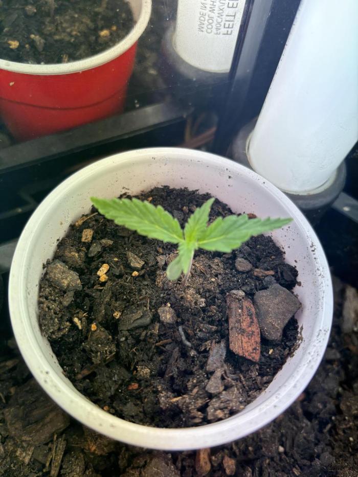 Pico2. Week 0