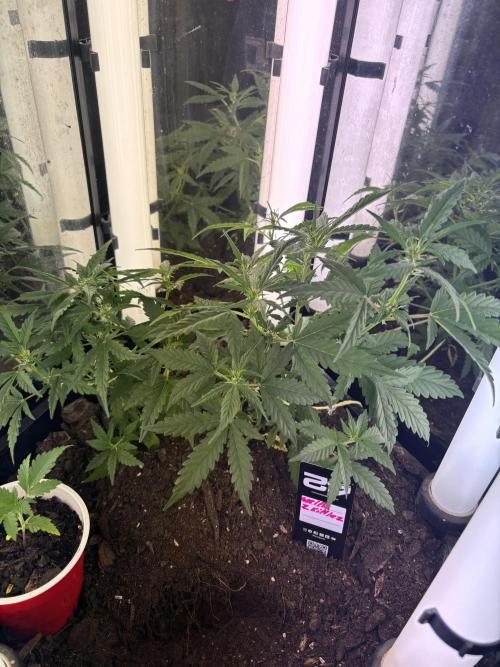 Pico2. Week 6