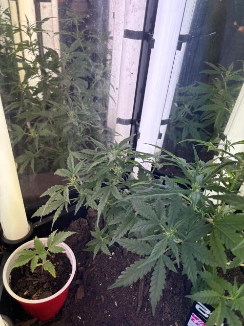 Pico2. Week 6
