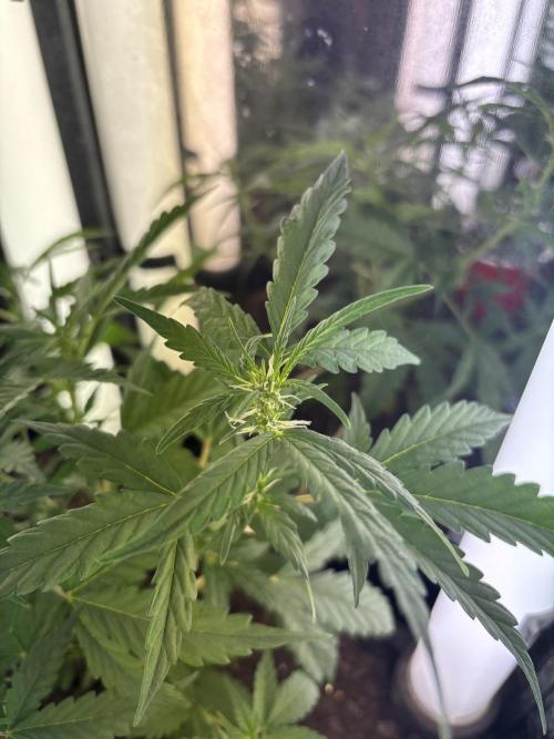 Pico2. Week 6