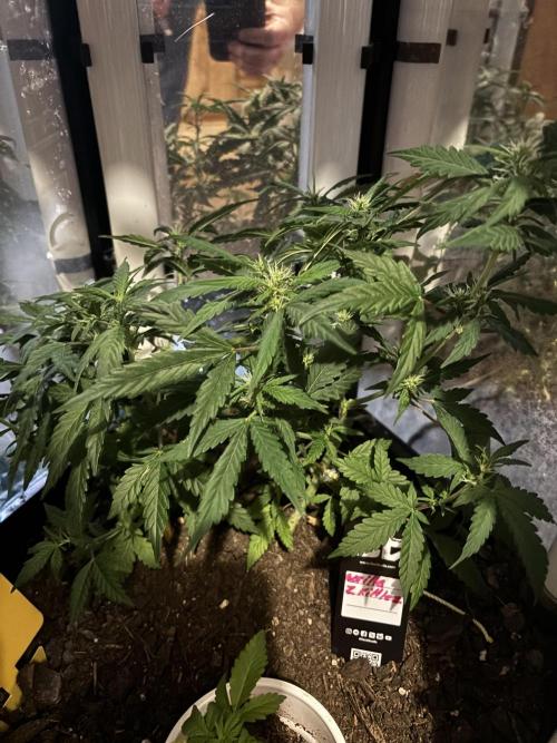 Pico2. Week 7