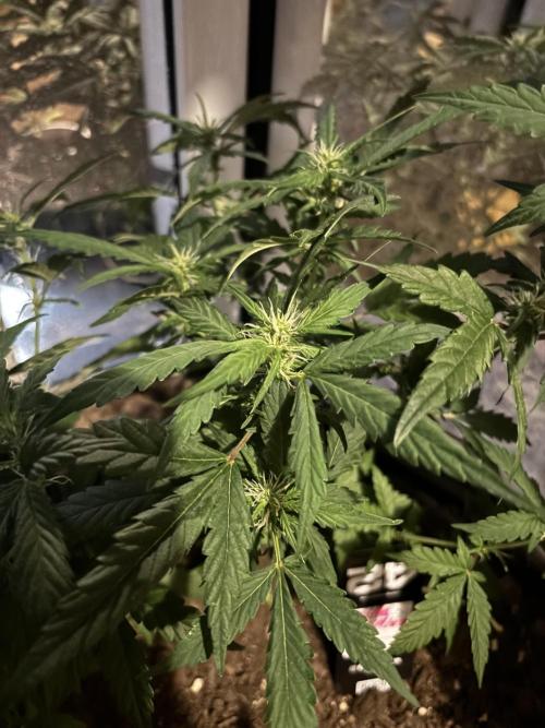 Pico2. Week 7