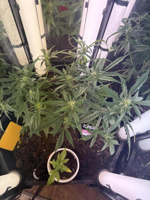 Pico2. Week 7