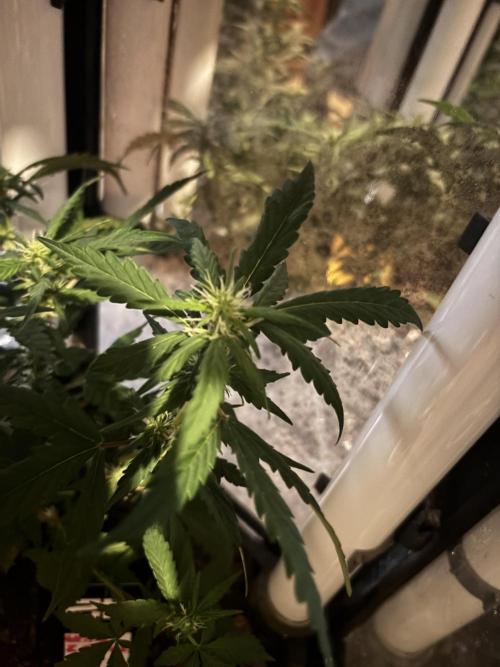 Pico2. Week 7