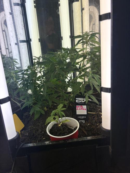 Pico2. Week 7