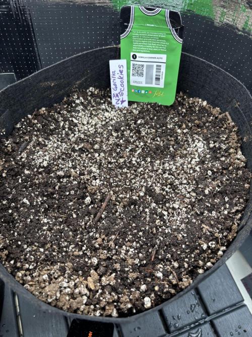 Pico Gorilla Cookies Auto. Week 0 - Gorilla Cookies Auto 