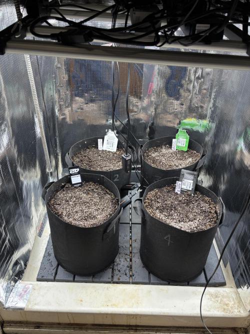 Pico Gorilla Cookies Auto. Week 0
