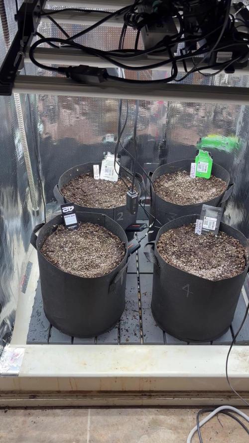 Pico LSD-25. Not Gorilla Cookies Auto