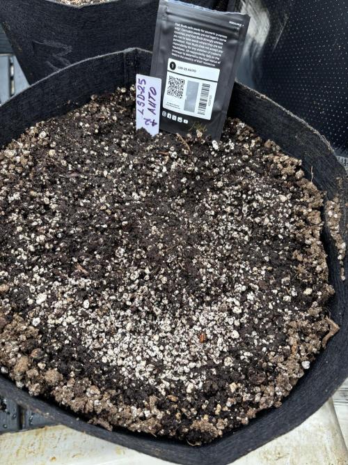 Pico Mexican Airlines Auto. Week 0
