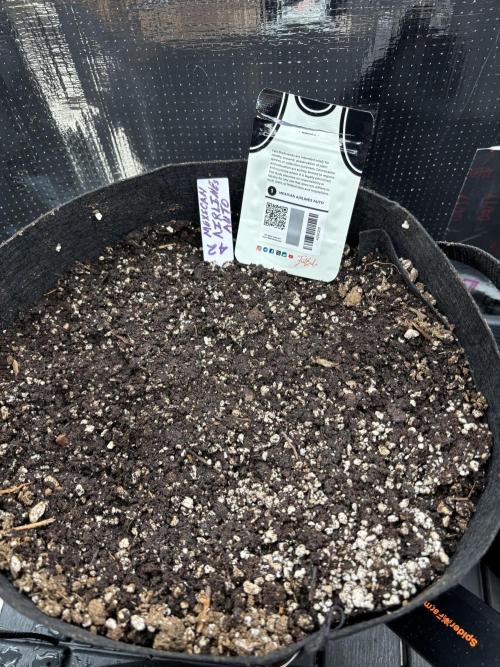 Pico Gelato Auto. Week 0