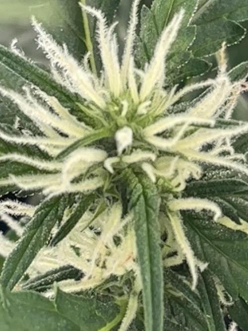 Pico2. Week 7 - Week 7