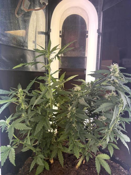 Pico2. Week 8