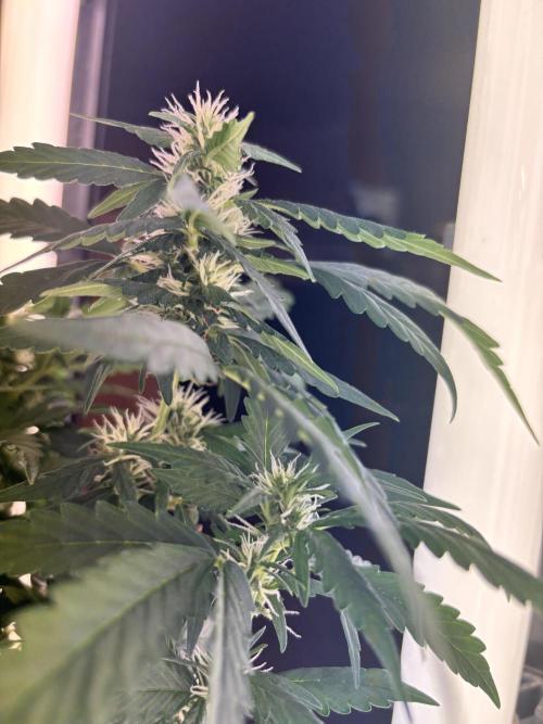 Pico2. Week 8