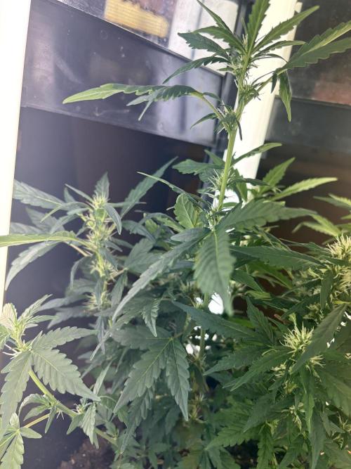 Pico2. Week 8
