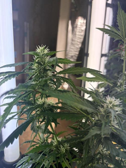 Pico2. Week 8