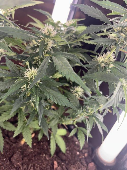 Pico2. Week 8