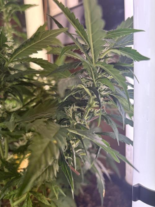 Pico2. Week 8