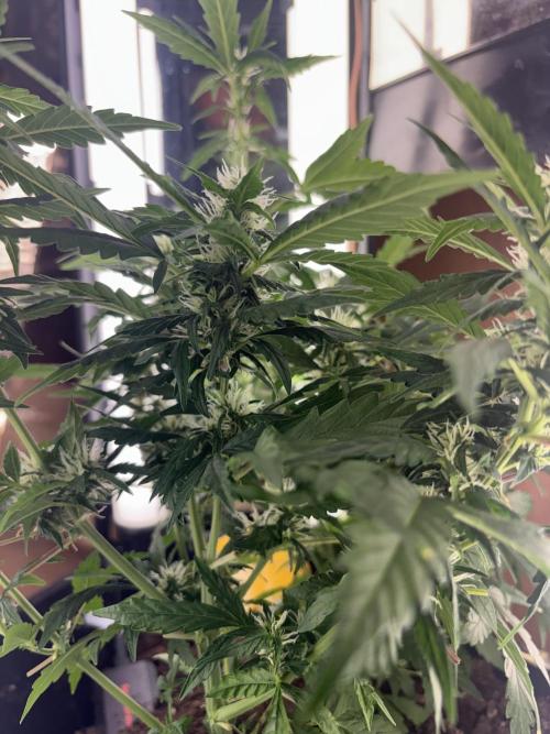 Pico2. Week 8