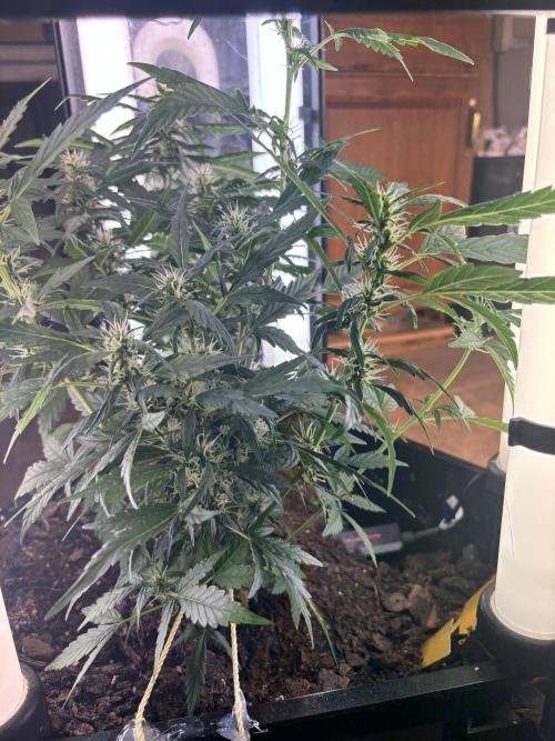 Pico2. Week 8