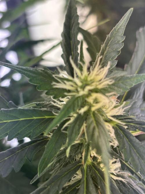 Pico2. Week 8