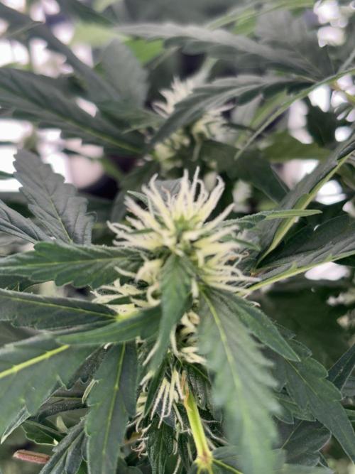 Pico2. Week 8