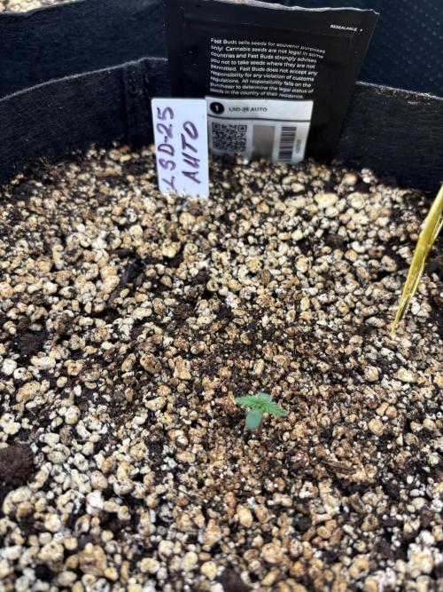 Pico LSD-25. Week 1 - Sprouted on day 5