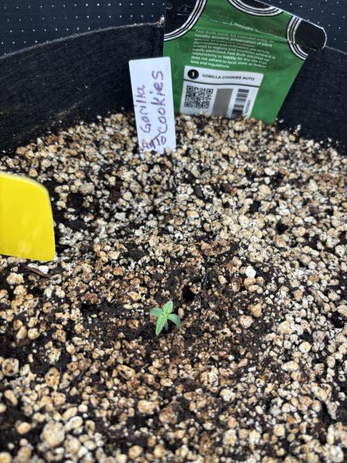 Pico Gorilla Cookies Auto. Week 1 - Gorilla Cookies Auto. 
The Free Seed. Thanks Fast Buds. 