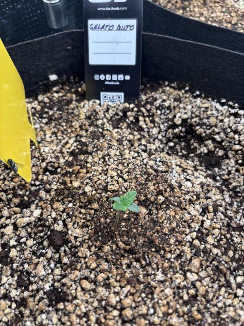 Pico Gelato Auto. Week 1 - Gelato Auto 
  
Day 7 from planting 