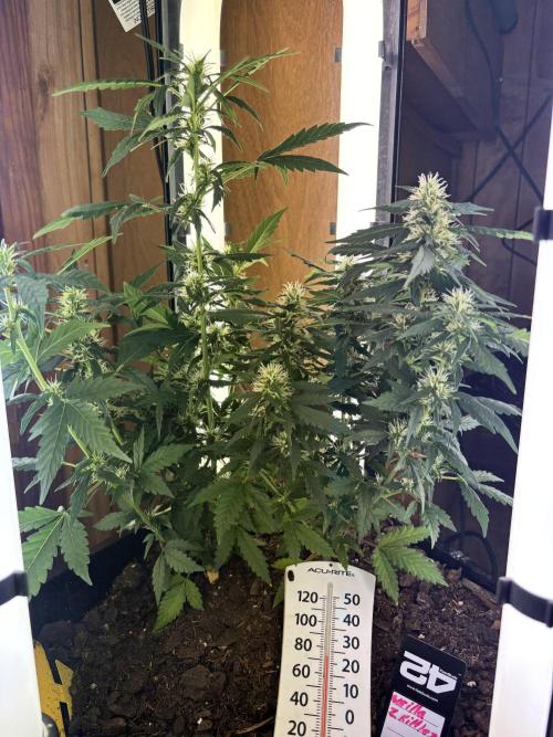 Pico2. Week 9