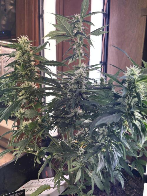 Pico2. Week 9