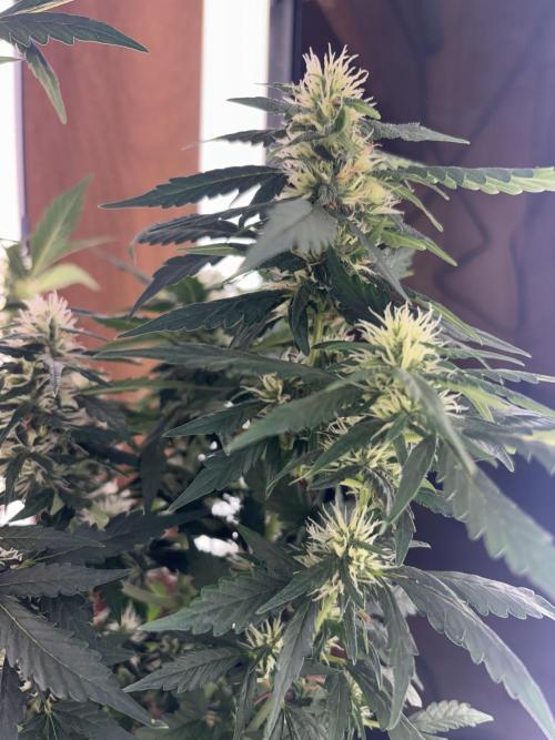 Pico2. Week 9