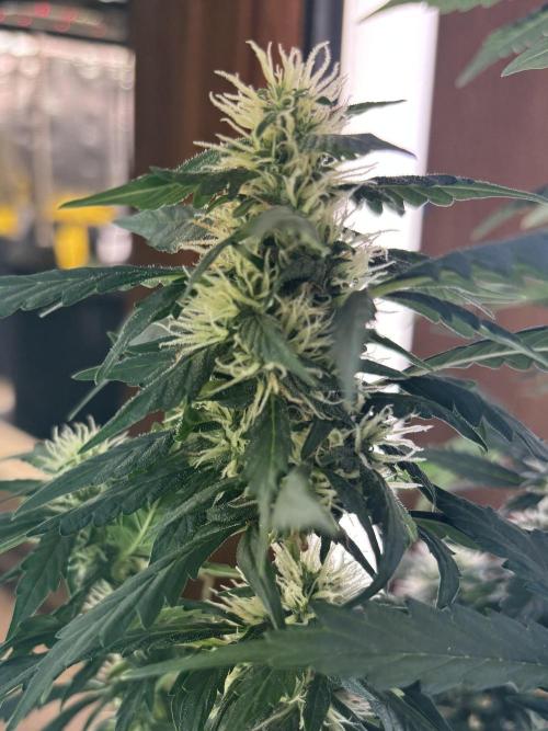 Pico2. Week 9