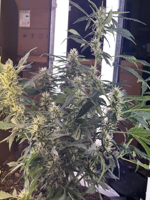Pico2. Week 9