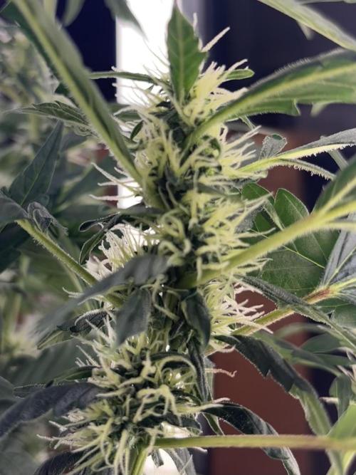 Pico2. Week 9