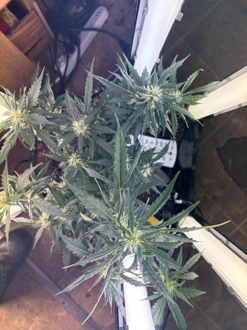 Pico2. Week 9