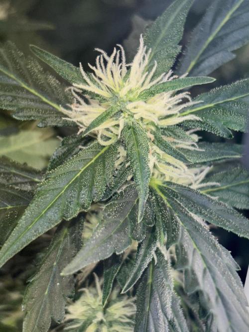 Pico2. Week 9