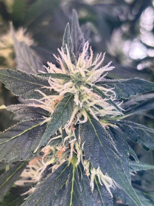 Pico2. Week 9