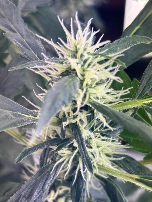 Pico2. Week 9