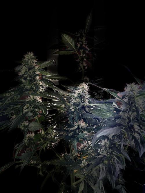 Pico2. Week 9