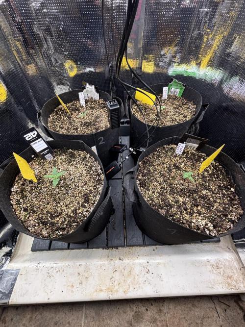 Pico LSD-25. Week 2