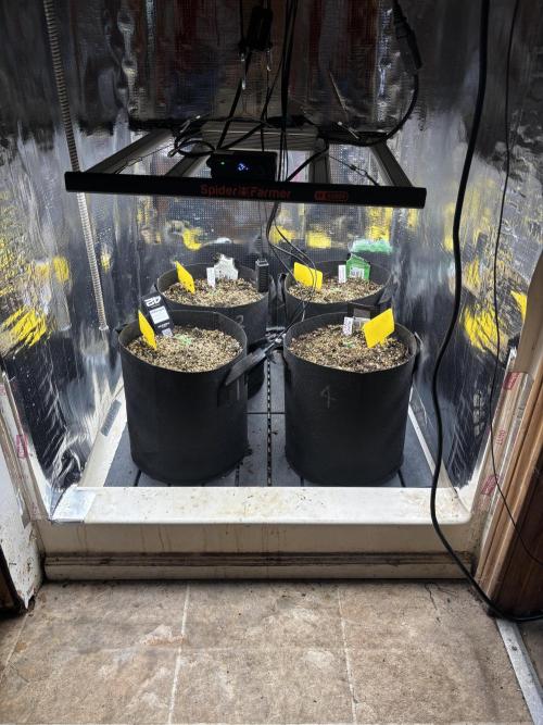 Pico LSD-25. Week 2