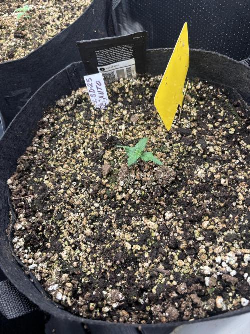 LSD-25 Auto. Week 2