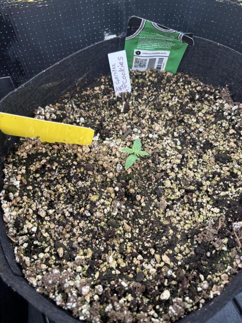 Pico Gorilla Cookies Auto. Week 2