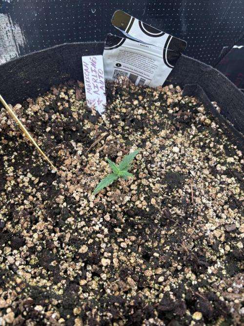 Pico Mexican Airlines Auto. Week 2