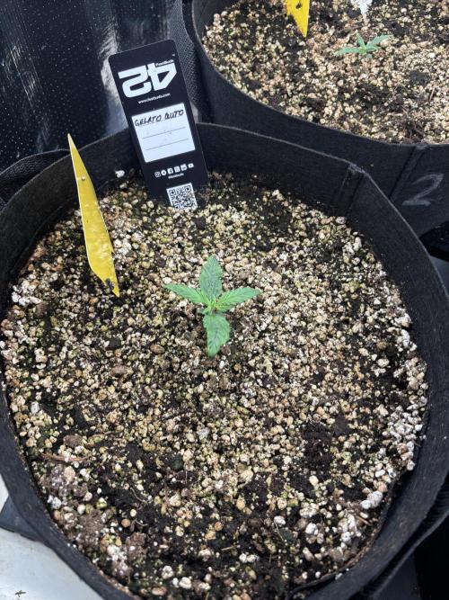 Pico Gelato Auto. Week 2