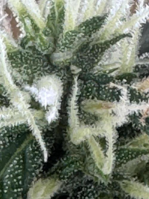 Pico2. Week 9