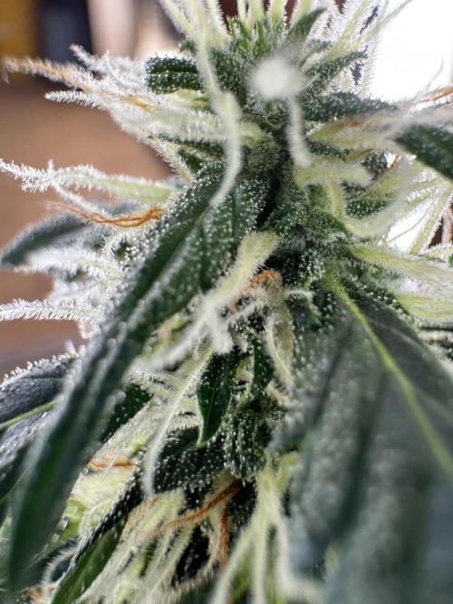 Gorilla Z Auto. Week 9