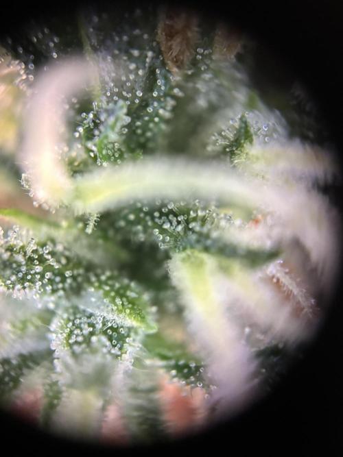 Pico2. Week 9 - Got new Spider Farmer Microscope for the phone. 
Looks like about 50/50 cloudy. 