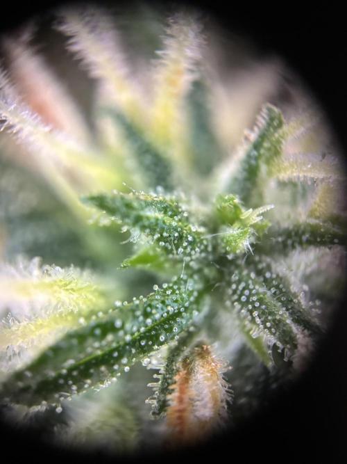 Gorilla Z Auto. Week 9