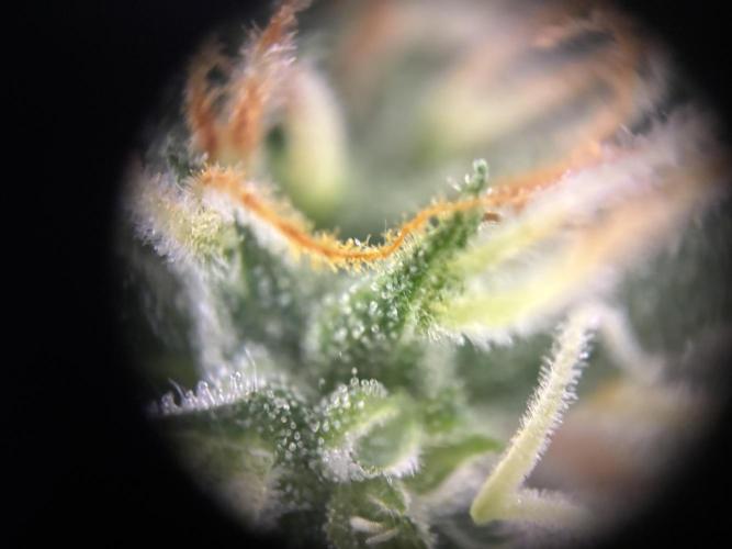Pico2. Week 10
